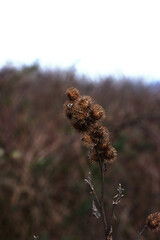 closeup of common burdock bur (Arctium minus)
