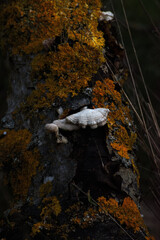 Gillies or split-gills (Schizophyllum commune)