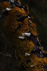 Gillies or split-gills (Schizophyllum commune)