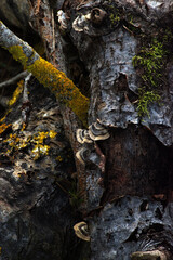 Large cluster of Turkey Tail mushrooms (trametes versicolor)
