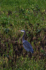 great blue heron in field (Ardea herodias)