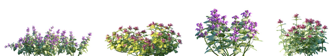 Fototapeta premium Set of Lamium maculatum (also known as spotted dead-nettle, spotted henbit, purple dragon) flowering frontal isolated png on a transparent background perfectly cutout high resolution