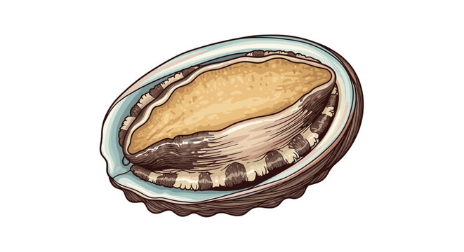 Detailed hand-drawn style illustration of a fresh abalone seashell, a luxury gourmet seafood delicacy, showing its iridescent shell.
