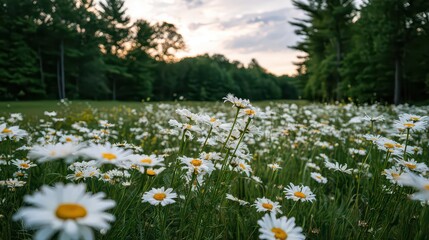 Lush Meadow Filled With White Daisies at Sunset With Forest Backdrop And Golden Sky Landscape Scene In Warm Natural Light