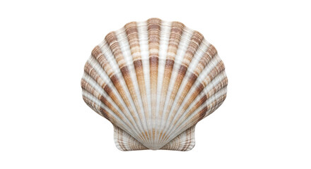 Obraz premium Detailed Scallop Shell with Brown and White Stripes