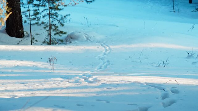 Fresh tracks of wild fur-bearing animals on the snowy surface. Tracking animals, recognizing footprints in the snow. Hunting fur-bearing animals.