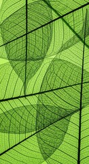 Obraz premium Green Skeleton Leaves Macro Background