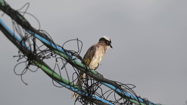 Chinese Bulbul (Pycnonotus sinensis), or light vented bulbul preening itself