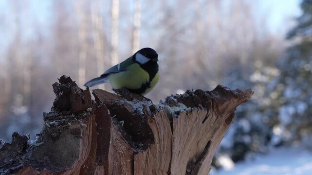  Blue tit crested tit and the great tit feed together