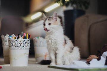 Sweet fluffy kitten observes pencils and decorative jar in living space