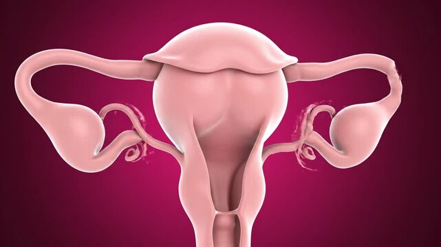 realistic medical style 3D animation of female uterus anatomically precise shape smooth sterile 3D model light pink material gentle shading soft highlights solid monochrome pink backdrop clean scienti