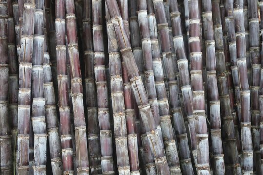 sugar cane for ready to make sugarcane juice