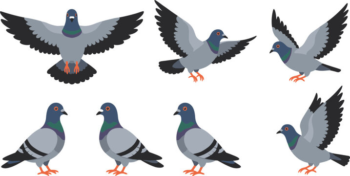 Pigeon bird vector illustration set featuring flying and standing city doves, urban wildlife animals, and realistic cartoon avian poses collection