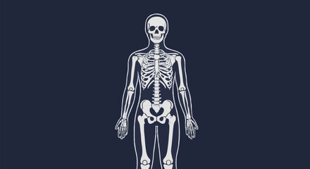Human Skeleton Anatomy Medical Illustration.