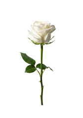 a single, perfectly bloomed transparent rose with velvety petals and a slender emerald stem detailed with sharp thorns, set against a transparent studio background, purity and sophisticated romance