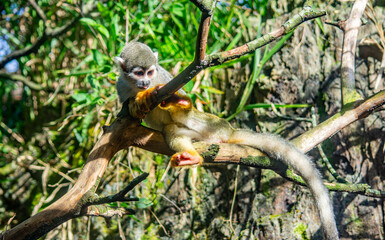 A squirrel monkey relaxing on a branch in Ukumar&iacute; Park, Pereira, Risaralda, highlighting conservation efforts in Colombia's wildlife.