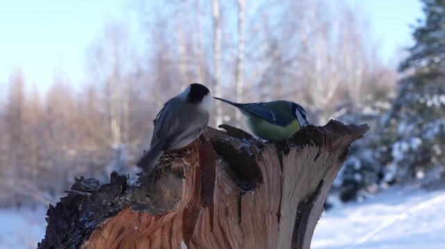 Blue tit crested tit and the grey tit feed together