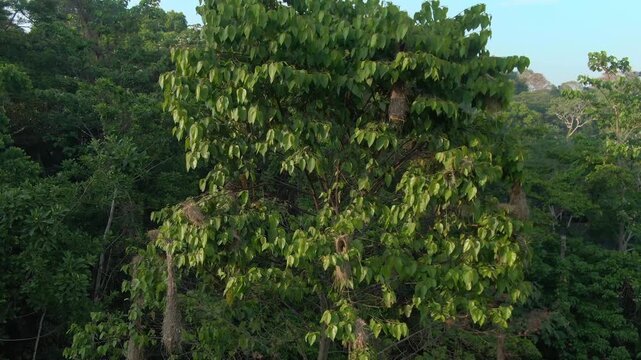 Drone footage slowly pulling back from a tree filled with hanging oropendola nests, revealing the full structure and surrounding forest as the distance gradually increases.