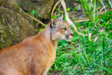Obraz premium A close-up image of a puma resting in lush greenery at Ukumarí Park, Pereira, Risaralda, Colombia, showcasing wildlife conservation.
