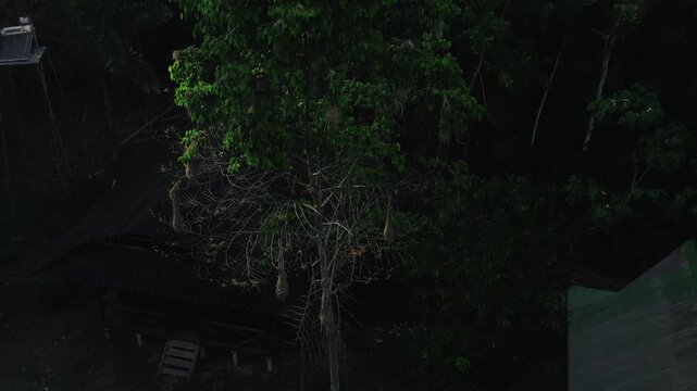 Drone footage orbiting a rainforest tree filled with hanging oropendola nests, highlighting avian nesting structures and biodiversity within dense jungle surroundings.