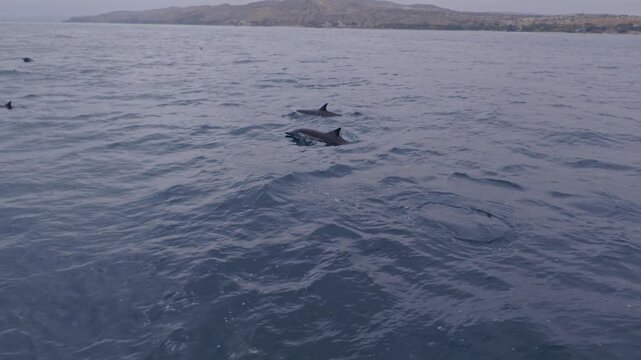 A dispersed group of common dolphins swims underwater in slow motion, with some individuals briefly surfacing to breathe and reveal their dorsal fins.