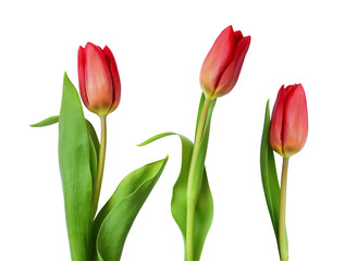 Obraz premium Set of red tulip flowers isolated on white or transparent background for spring holidays