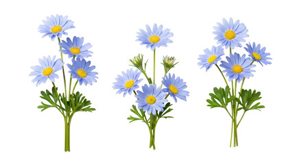 Fototapeta premium four distinct arrangements of vibrant sky-blue daisy-like flowers with yellow centers and green foliage, isolated on a transparent background in a minimalist flat lay purity concept