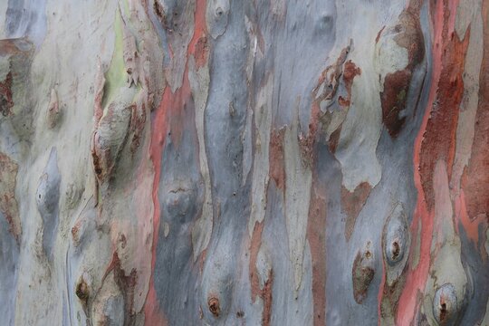 The colorful  rainbow eucalyptus tree skin or bark texture background	