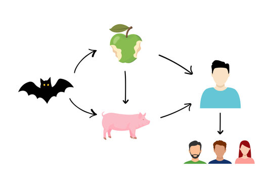 Nipah virus infection transmission diagram showing spread from bats to fruit, pigs, and humans. Medical infographic explaining zoonotic disease flow, public health risk, and virus transmission process