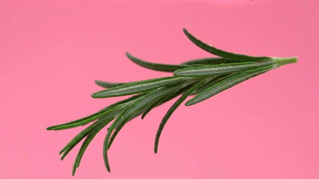 Fresh rosemary sprig against a pink backdrop