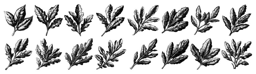 Collection of vintage hand drawn salad leaves and herbs in engraving style © Aisha Kudorova