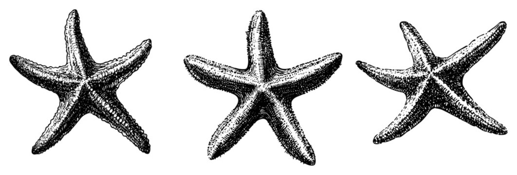 Collection of hand drawn vintage starfish illustrations in detailed engraving style