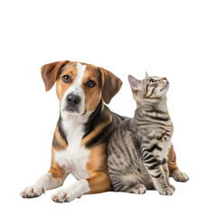 Obraz premium A large dog and a domestic tabby cat relaxing together on a transparent background