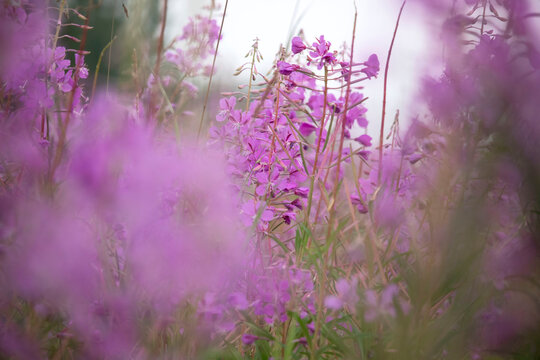 Fireweed growing in Alaska
