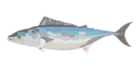 Fototapeta premium Cute cartoon Atlantic Bonito fish. Vector hand drawn ocean animal illustration isolated on white background.