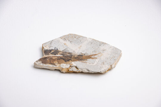 Fish fossil preserved in stone, marine life specimen
