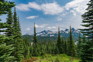Hill landscape with forest. Nature mountain forest. Green forest wood landscape in mountain. Nature...