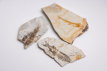 Fish fossils preserved in stone, marine life specimens © Josh