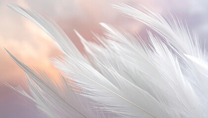Soft White Feathers Closeup Background Image.