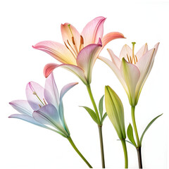 Obraz premium magic blooming flowers timelapse white background