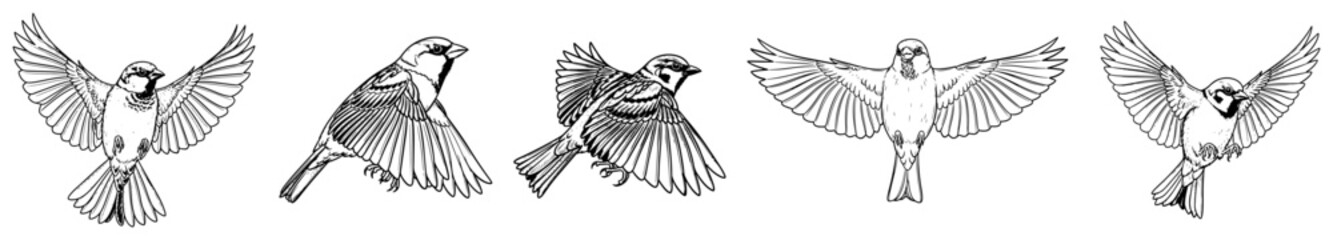 Detailed hand drawn flying bird illustrations with spread wings © Aisha Kudorova