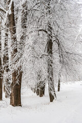 Fototapeta premium Snowy footpath in tree alley on riverbank.