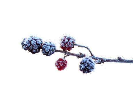 Delicate frosted berries on twig