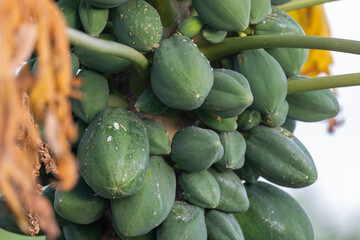 Papaya, a popular ingredient in Okinawan food