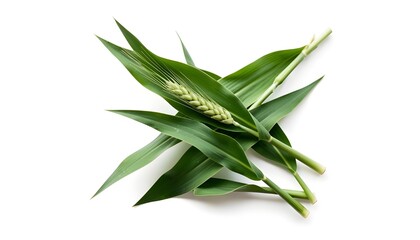 Obraz premium Fresh green young wheat leaves, isolated on white background and texture, top view, design elements