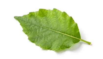 Single green leaf with serrated edges and prominent veins on a white background