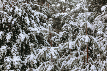 Picturesque winter scene with majestic evergreen forest trees covered in thick snow and glistening ice
