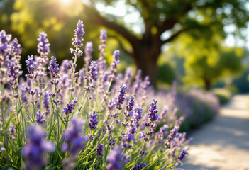 Obraz premium Beautiful Lavender Field Blooming in Sunlight with Path and Soft Bokeh Background