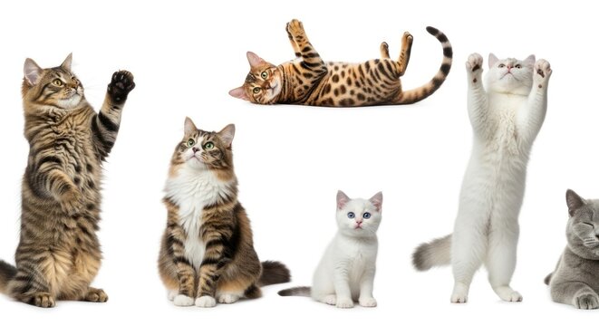 Various domestic cats in different playful poses on white