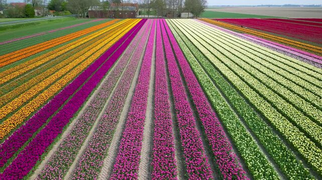 Colorful rows of blooming tulips and other flowers create a stunning geometric pattern in the dutch countryside